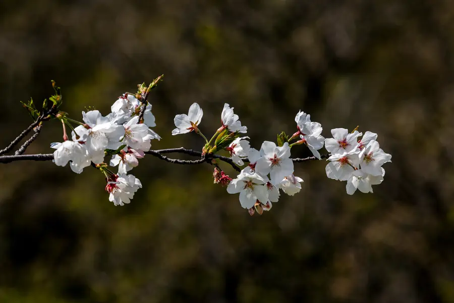 A branch with white cherry blossoms against a dark background
