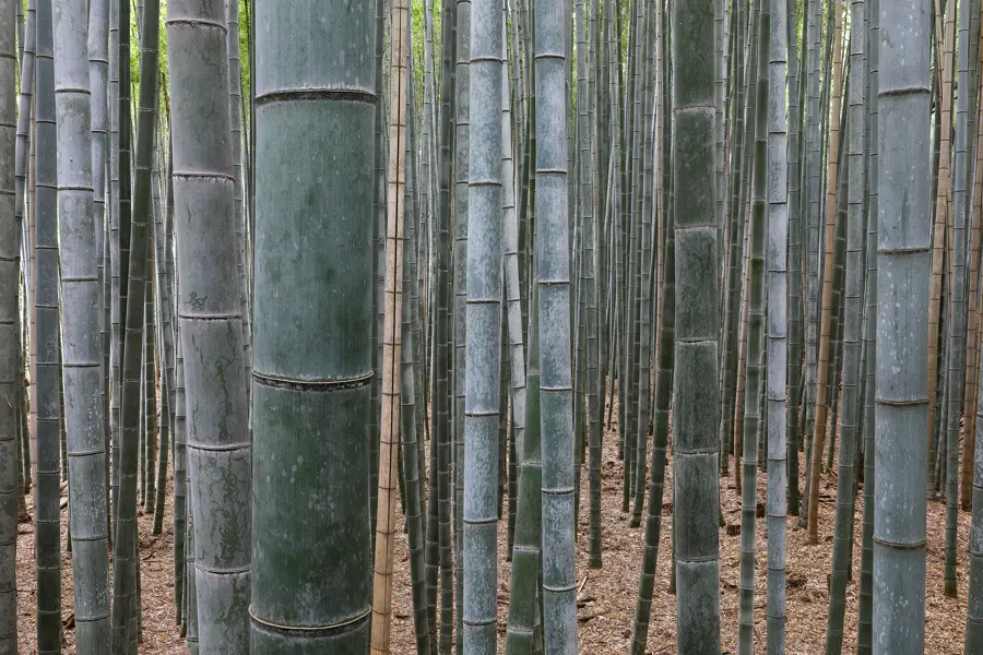 Tall green bamboo stalks in the Arashiyama bamboo forest