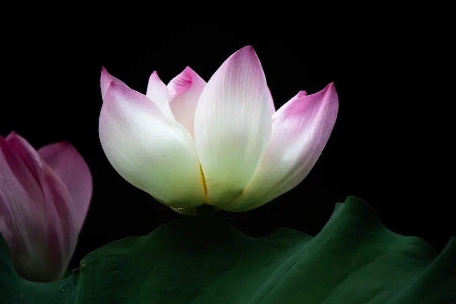 A pink and white lotus flower in a pond in Shanghai
