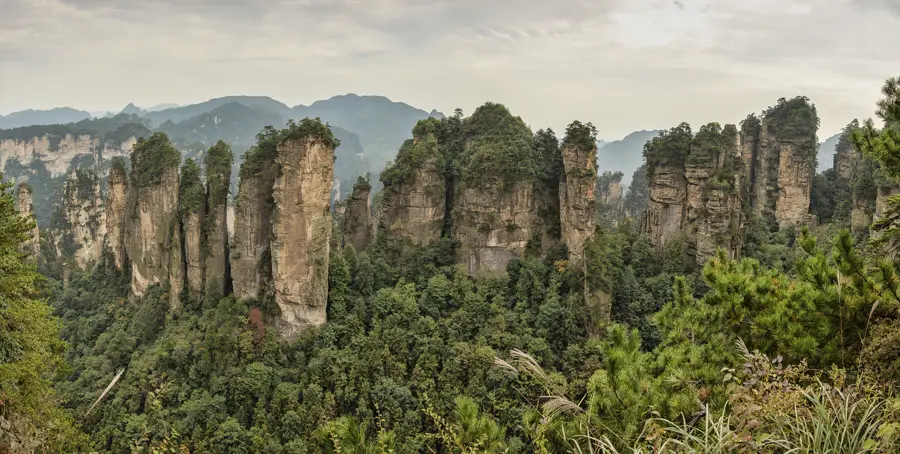 A valley full of rock pillars at Huangshizhai in Zhangjiajie